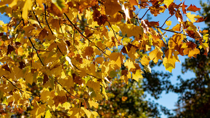 Yellow autumn leaves on a tree branch on a blue sunny sky