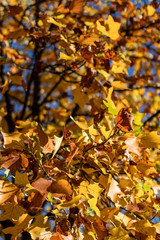 Yellow autumn leaves on a tree branch on a blue sunny sky