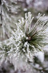 Naklejka na ściany i meble Close-up of pine tree covered with snow