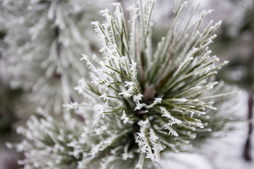 Naklejka na ściany i meble Close-up of pine tree covered with snow