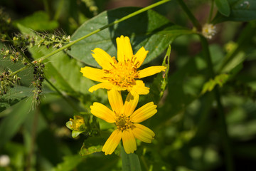  Yellow sesame flowers field background