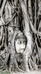 Ancient Buddha Head Statue in Tree roots at Wat MahaThat is famous buddhist temple and landmark of historical park Ayutthaya Thailand
