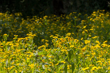 Obraz premium Yellow sesame flowers field background