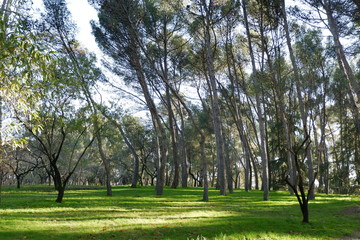 Obraz premium Parque Quinta de los Molinos (Madrid)