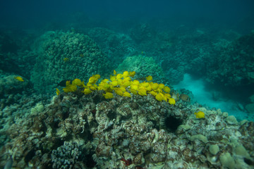 Naklejka na ściany i meble Beautiful underwater scene with a school of yellow tangs in Hawaii