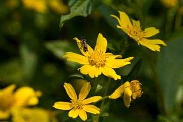  Yellow sesame flowers with honey bee in the field background