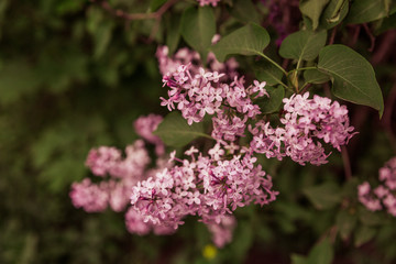 A branch of lilac with pink flowers in the spring.