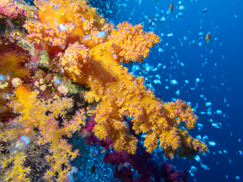 Colorful coral reef on the bottom of tropical sea, Soft coral Dendronephthya
