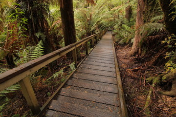 Hiking trail in Otway NP in Australia