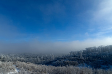 snowy trees against blue sky in winter season