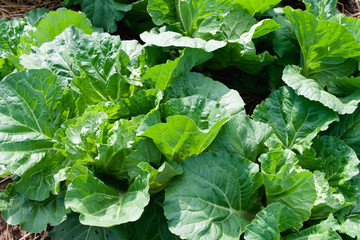 Fototapeta premium green vegetable in garden