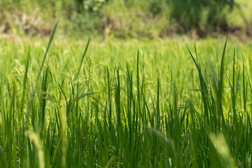 Fototapeta na wymiar Nature spring grass background texture