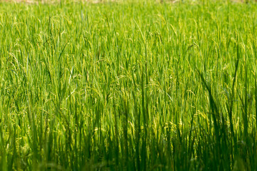 Nature spring grass background texture