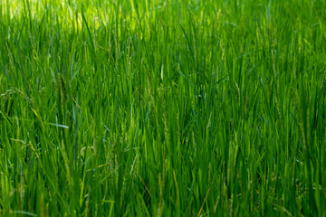 Nature spring grass background texture