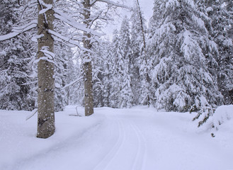 Snowfall in winter forest.