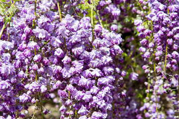 Fototapeta premium Wisteria floribunda flower