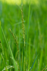 Close up of green paddy rice plant.
