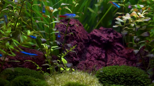 The view of freshwater aquarium tank with tropical fish, neon light and water plants