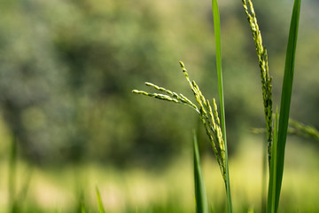 Close up of green paddy rice plant.