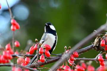 サンシュユとシジュウカラ
