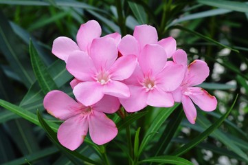 Fototapeta premium the pink flowers