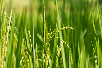 Obraz premium Close up of green paddy rice plant.