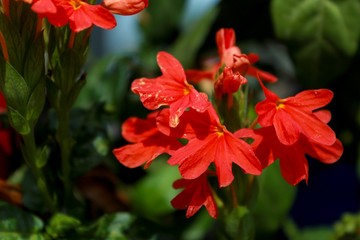 Red flower in the garden.