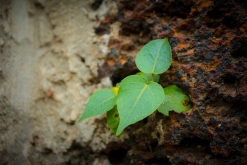 Little plant growing on the old brick wall.