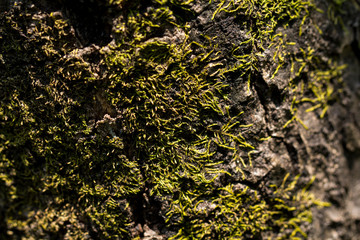 Relief texture of the bark of oak with green moss and lichen. Panoramic photo of a tree bark texture.