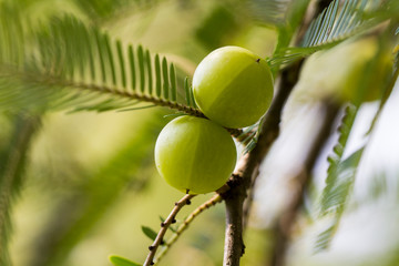 Indian Gooseberry (Phyllanthus emblica) on the tree