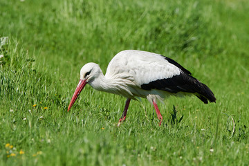 White stork (Ciconia ciconia) © dennisjacobsen