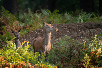 Stunning portrait of red deer hind in colorful Autumn forest landscape