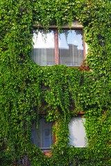 The window is framed by Lush greenery. The design of the exterior facade of the house in floral decoration.