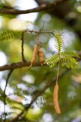 Fresh Tamarind on Tamarind tree.
