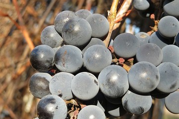 Blue grapes on vine in fruit garden, closeup 