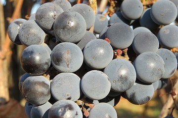 Blue grapes on the vine in the garden, closeup