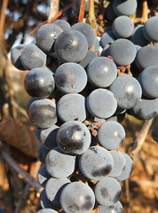 Blue grapes on vane in the garden, closeup