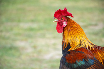 Rooster's head and green background