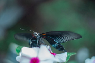 Butterfly Insect Plant