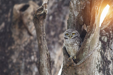 Bird, Owl, Spotted owlet (Athene brama) in tree hollow,Bird of Thailand