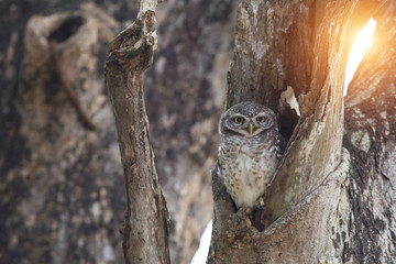 Bird, Owl, Spotted owlet (Athene brama) in tree hollow,Bird of Thailand