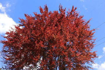 Beech (Fagus sylvatica) is one of the most widespread trees in the northern hemisphere
