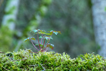 Pflanze im Wald