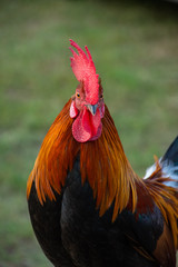 Rooster's head and green background