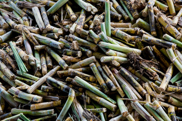 Cane pieces from sugar cane cutter for sugar factory.