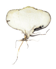 Black radish longitudinal section isolated on white background