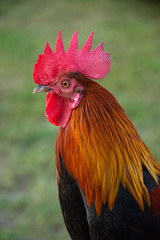 Rooster's head and green background