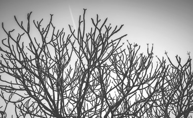 Branch silhouette on a white background, Dead tree, Branch of dying tree, Black and white picture, Give scary emotion.