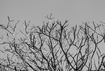 Branch silhouette on a white background, Dead tree, Branch of dying tree, Black and white picture, Give scary emotion, Dead branches , Silhouette dead tree or dry tree on white background.