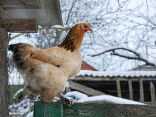 Polonne / Ukraine - 2 December 2018: chicken sit on a wooden fence